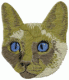 Cat 4