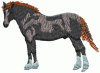 Horses27