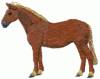 Horses39