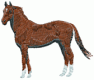 Horses49